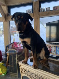 A bull mastiff/rottweiler cross, sitting on a coffee table and gazing at the camera. A wall of windows behind him shows deep snow and  various household items can be seen in the background